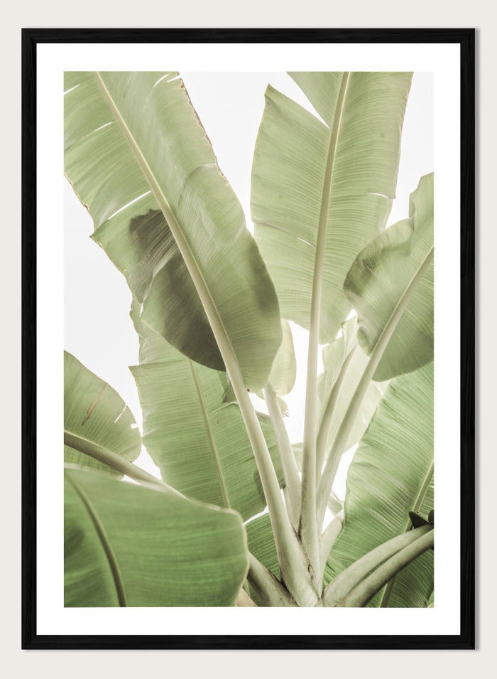 Shot by Clint - Verdant Leafscape Art Print_Sugar & Canvas_Shot by Clint