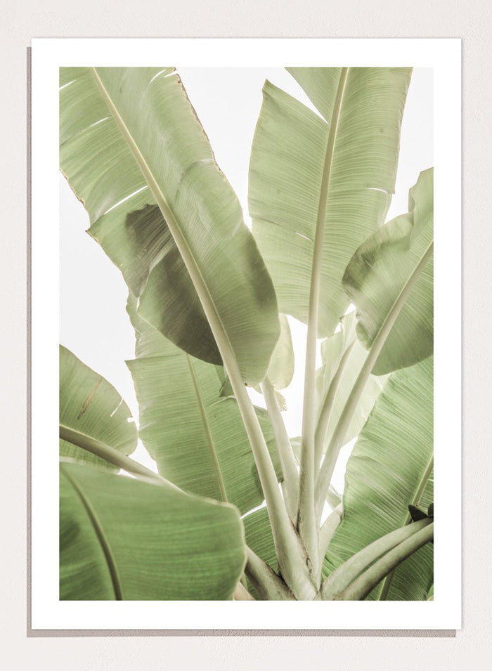 Shot by Clint - Verdant Leafscape Art Print_Sugar & Canvas_Shot by Clint