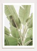 Shot by Clint - Verdant Leafscape Art Print_Sugar & Canvas_Shot by Clint