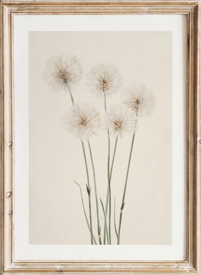 "Slender Cotton-Grass" Art Print_Sugar & Canvas_Mary Vaux Walcott