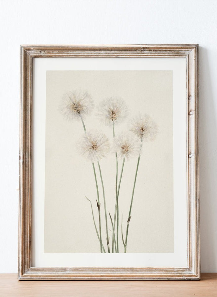 "Slender Cotton-Grass" Art Print_Sugar & Canvas_Mary Vaux Walcott