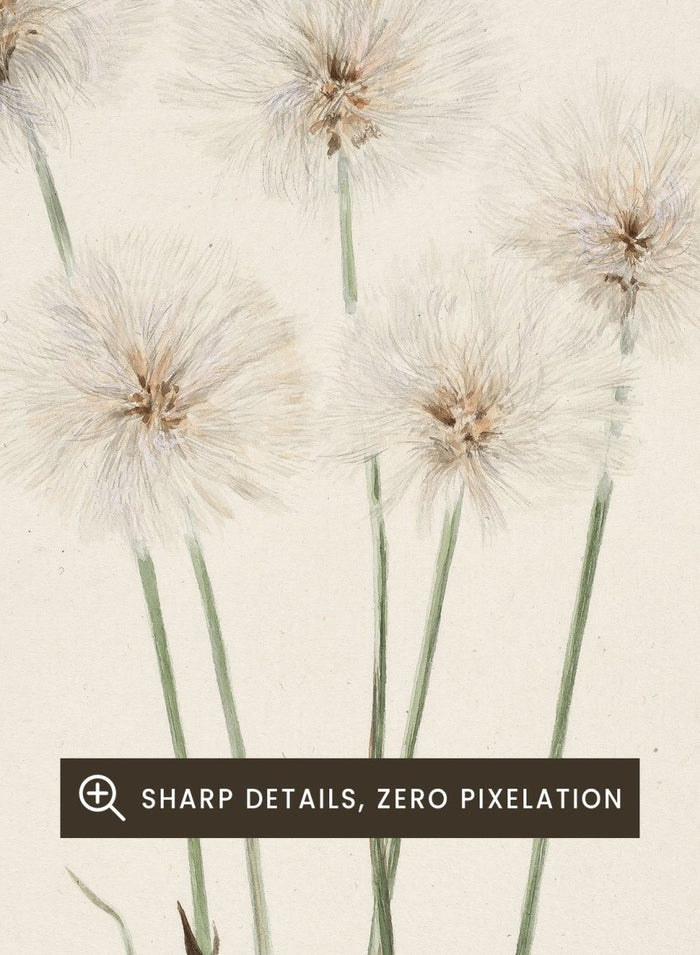 "Slender Cotton-Grass" Art Print_Sugar & Canvas_Mary Vaux Walcott