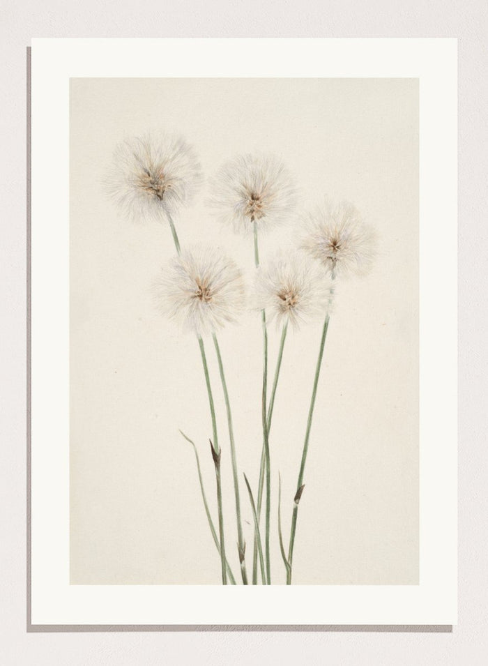 "Slender Cotton-Grass" Art Print_Sugar & Canvas_Mary Vaux Walcott