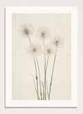 "Slender Cotton-Grass" Art Print_Sugar & Canvas_Mary Vaux Walcott