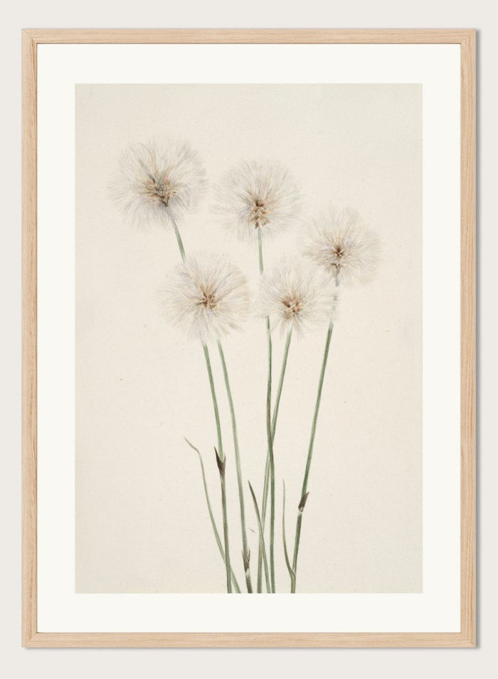"Slender Cotton-Grass" Art Print_Sugar & Canvas_Mary Vaux Walcott
