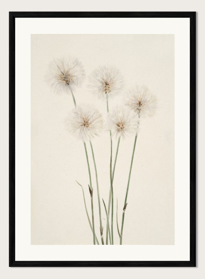 "Slender Cotton-Grass" Art Print_Sugar & Canvas_Mary Vaux Walcott