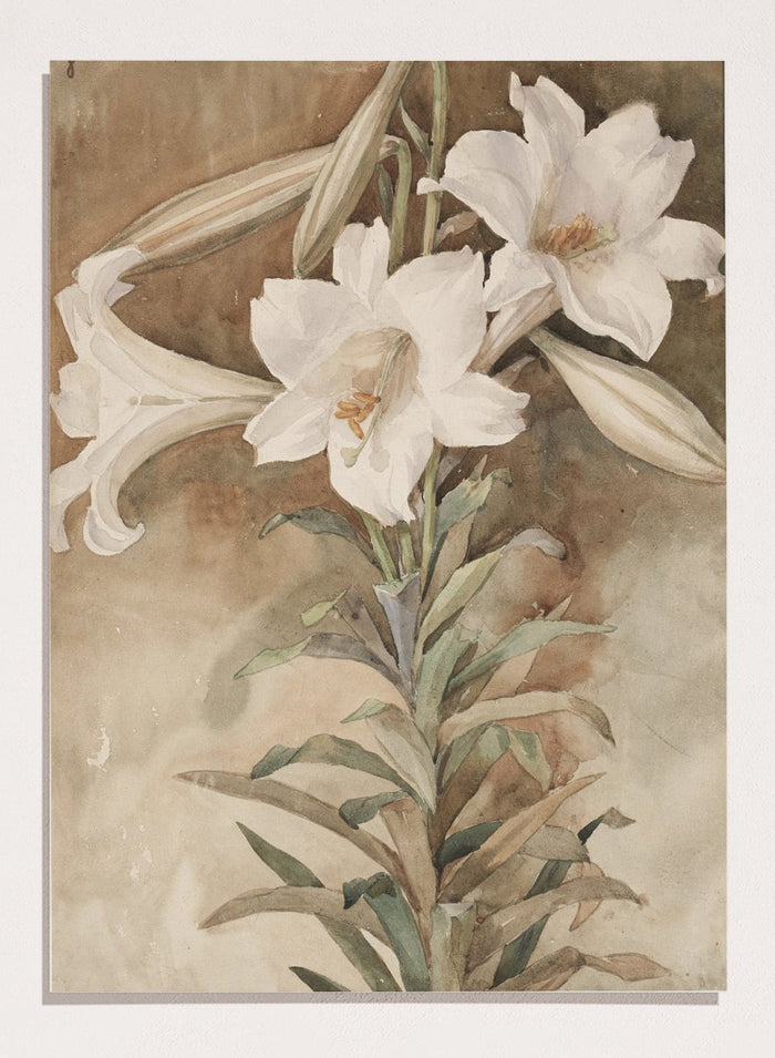 "Still Life of Easter Lilies" Art Print_Sugar & Canvas_John La Farge