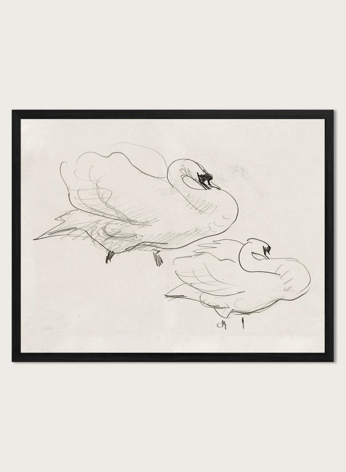 Studies of a Swan is a vintage pencil sketch print of two swans preening, a simple line drawing for a nature-inspired wall art collection.