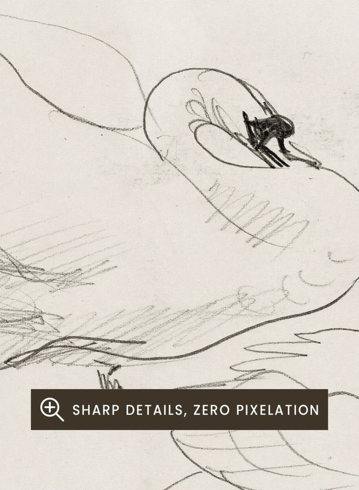 Studies of a Swan is a vintage pencil sketch print of two swans preening, a simple line drawing for a nature-inspired wall art collection.
