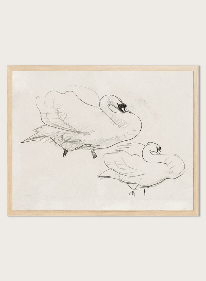 Studies of a Swan is a vintage pencil sketch print of two swans preening, a simple line drawing for a nature-inspired wall art collection.