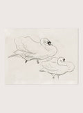 "Studies of a Swan" Art Print