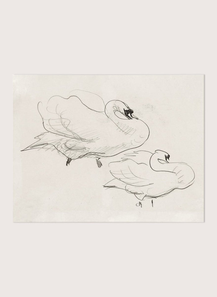 "Studies of a Swan" Art Print