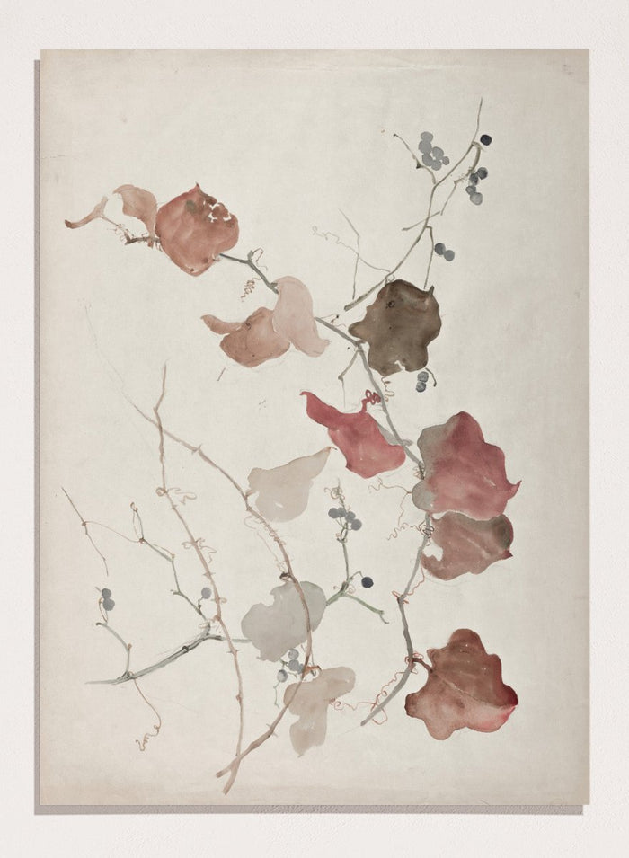 "Study of Clematis Vine with Blueberries" Art Print_Sugar & Canvas_Sophia L. Crownfield