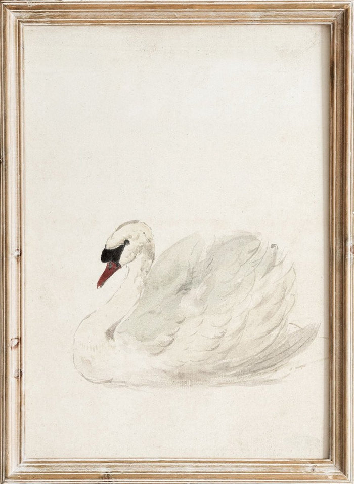 "Swan" Art Print_Sugar & Canvas_Aert Schouman