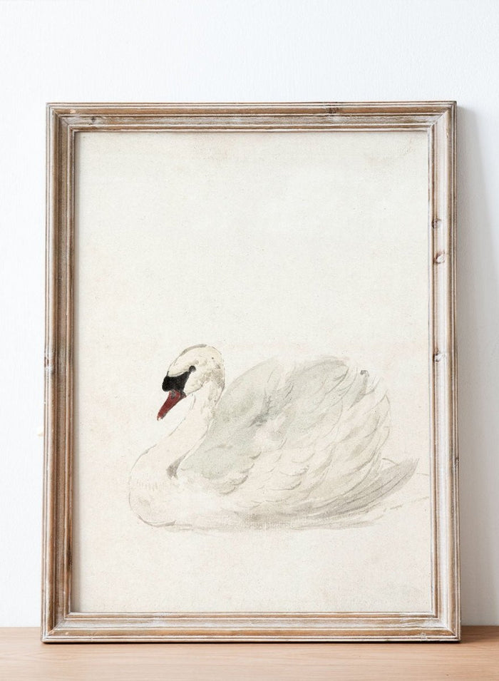 "Swan" Art Print_Sugar & Canvas_Aert Schouman