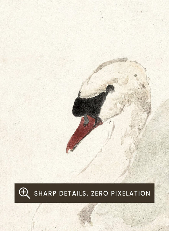 "Swan" Art Print_Sugar & Canvas_Aert Schouman