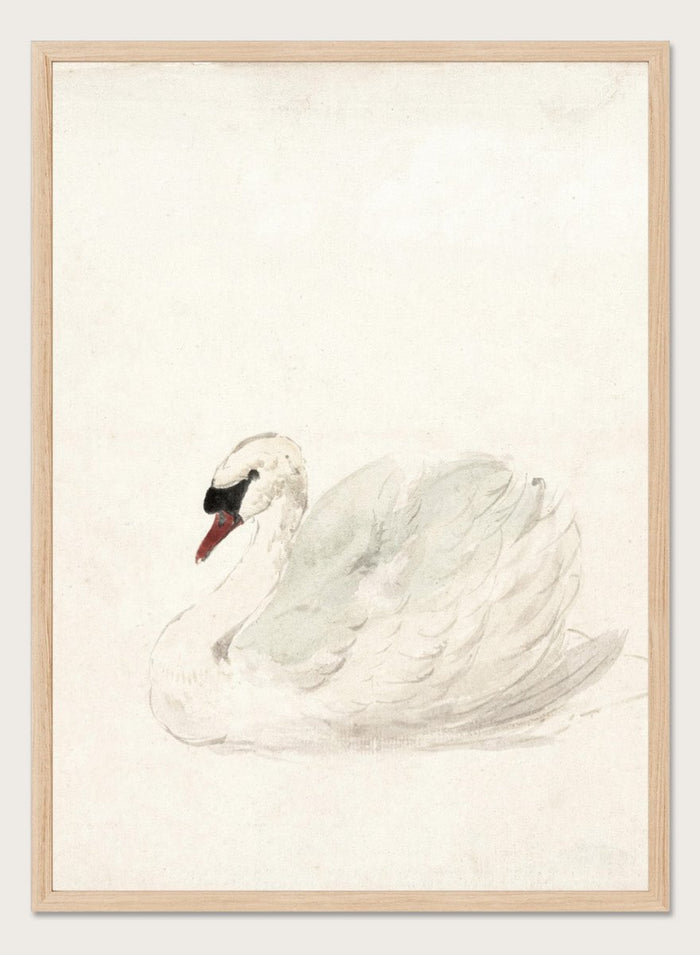 "Swan" Art Print_Sugar & Canvas_Aert Schouman