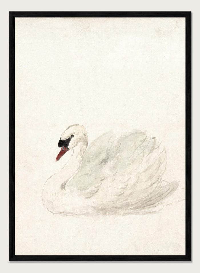 "Swan" Art Print_Sugar & Canvas_Aert Schouman