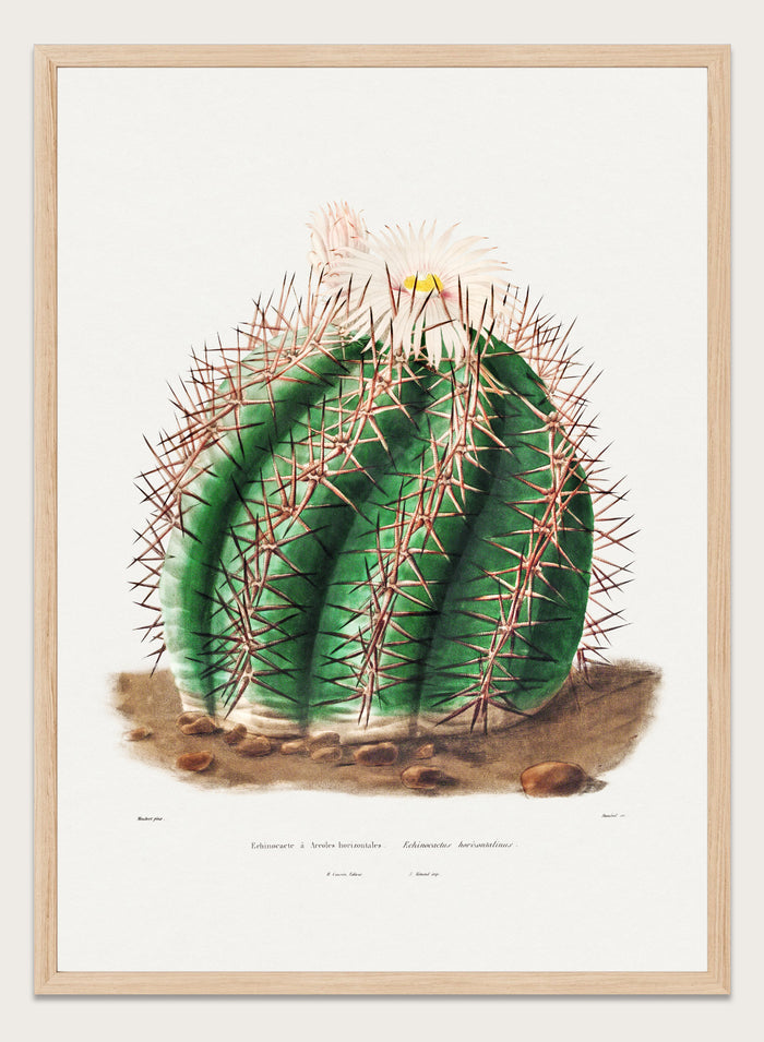 Turk's Head Cactus Vintage Art Print BA32