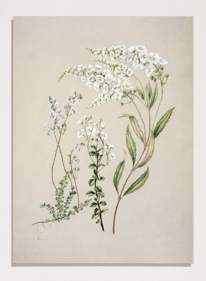 "Veronica" Art Print