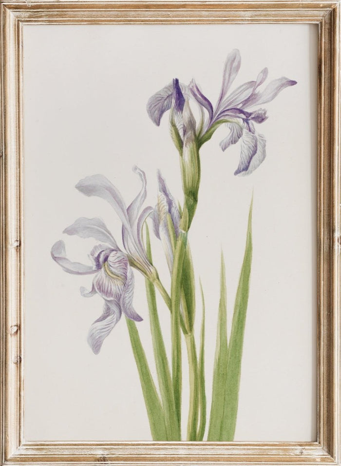 "Western Blue Flag" Art Print_Sugar & Canvas_Mary Vaux Walcott