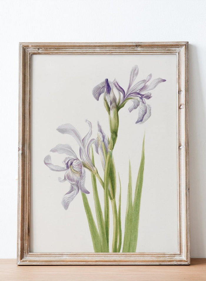 "Western Blue Flag" Art Print_Sugar & Canvas_Mary Vaux Walcott