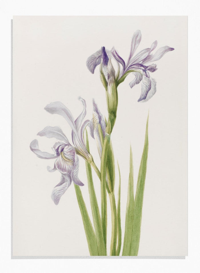 "Western Blue Flag" Art Print_Sugar & Canvas_Mary Vaux Walcott