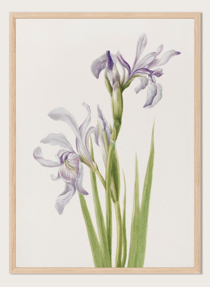 "Western Blue Flag" Art Print_Sugar & Canvas_Mary Vaux Walcott