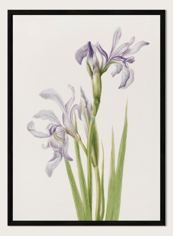 "Western Blue Flag" Art Print_Sugar & Canvas_Mary Vaux Walcott