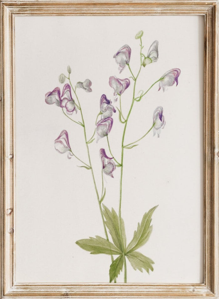 "Western Monkshood" Art Print_Sugar & Canvas_Mary Vaux Walcott