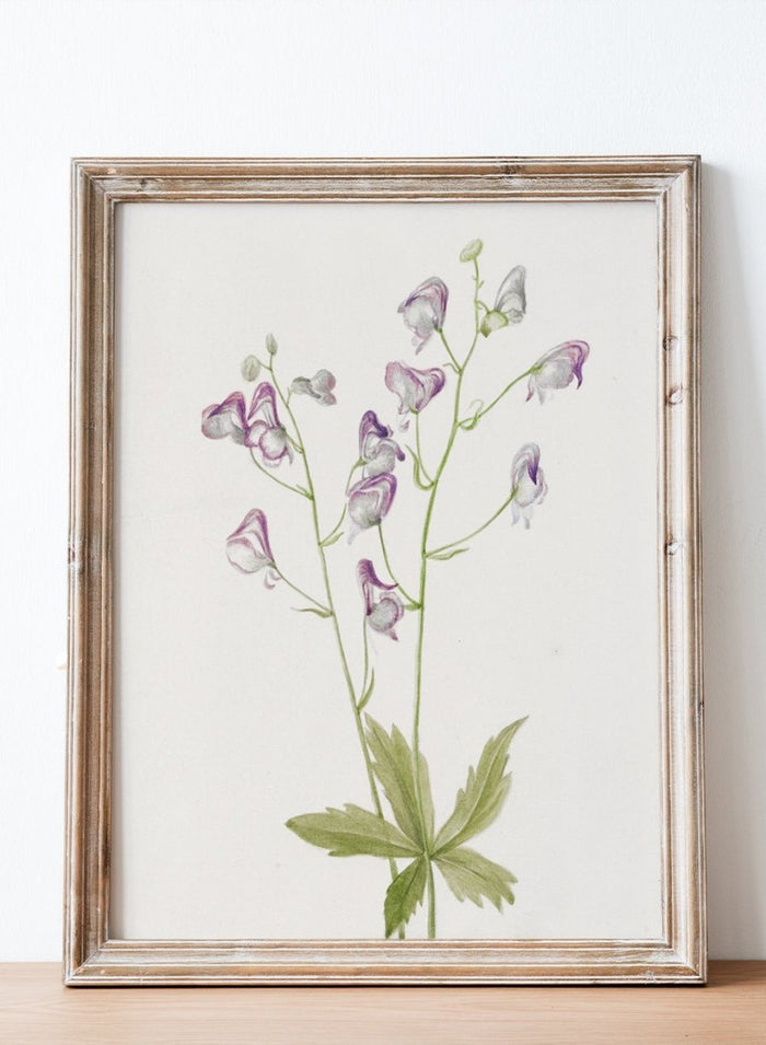 "Western Monkshood" Art Print_Sugar & Canvas_Mary Vaux Walcott