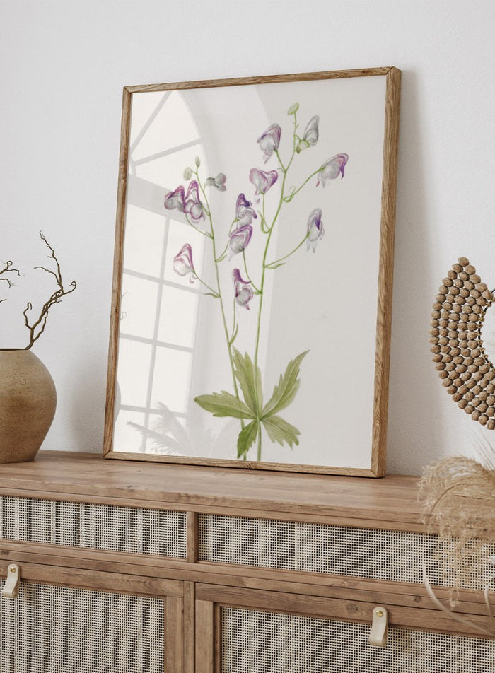 "Western Monkshood" Art Print_Sugar & Canvas_Mary Vaux Walcott