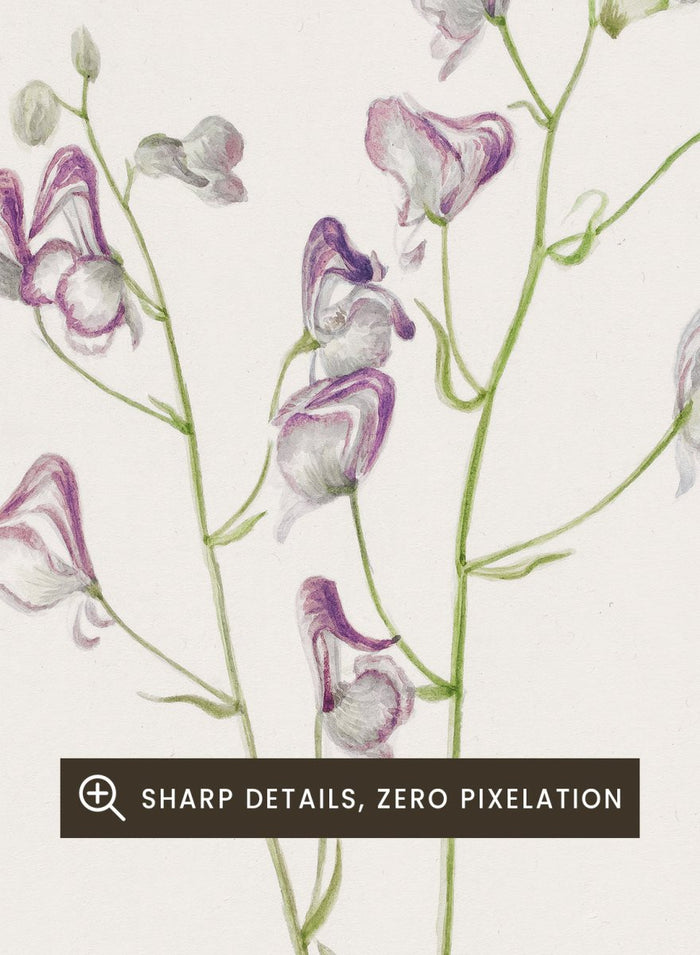 "Western Monkshood" Art Print_Sugar & Canvas_Mary Vaux Walcott