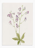 "Western Monkshood" Art Print_Sugar & Canvas_Mary Vaux Walcott