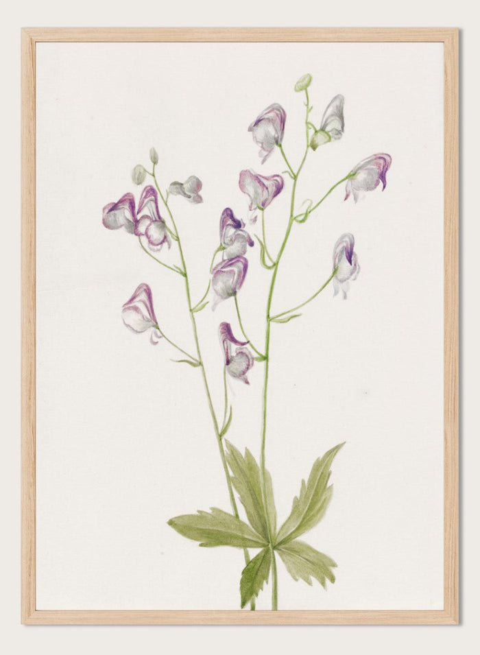 "Western Monkshood" Art Print_Sugar & Canvas_Mary Vaux Walcott