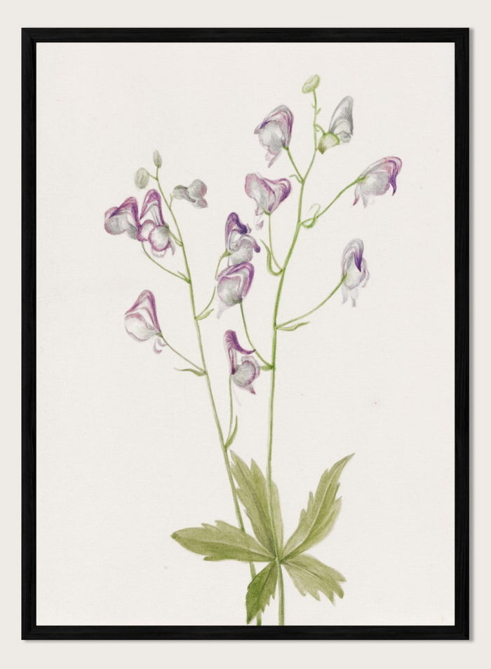 "Western Monkshood" Art Print_Sugar & Canvas_Mary Vaux Walcott