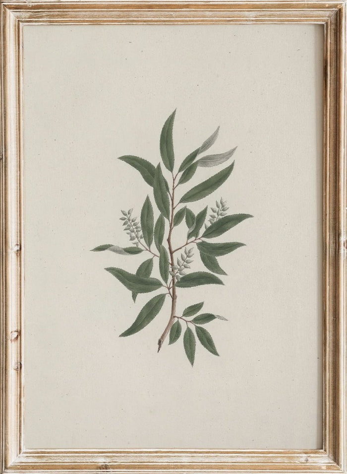 "Willow Tree" Art Print_Sugar & Canvas_Luigi Balugani