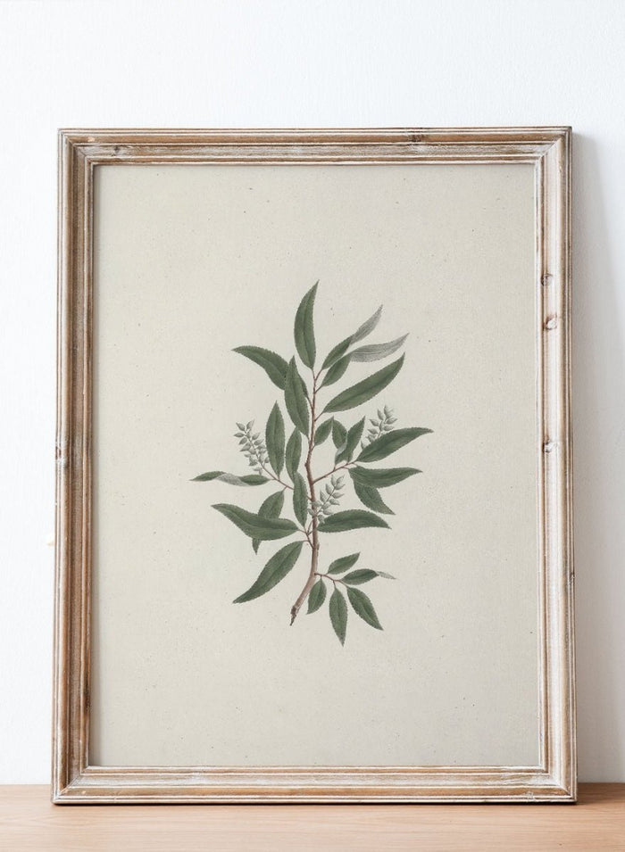 "Willow Tree" Art Print_Sugar & Canvas_Luigi Balugani