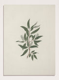 "Willow Tree" Art Print_Sugar & Canvas_Luigi Balugani