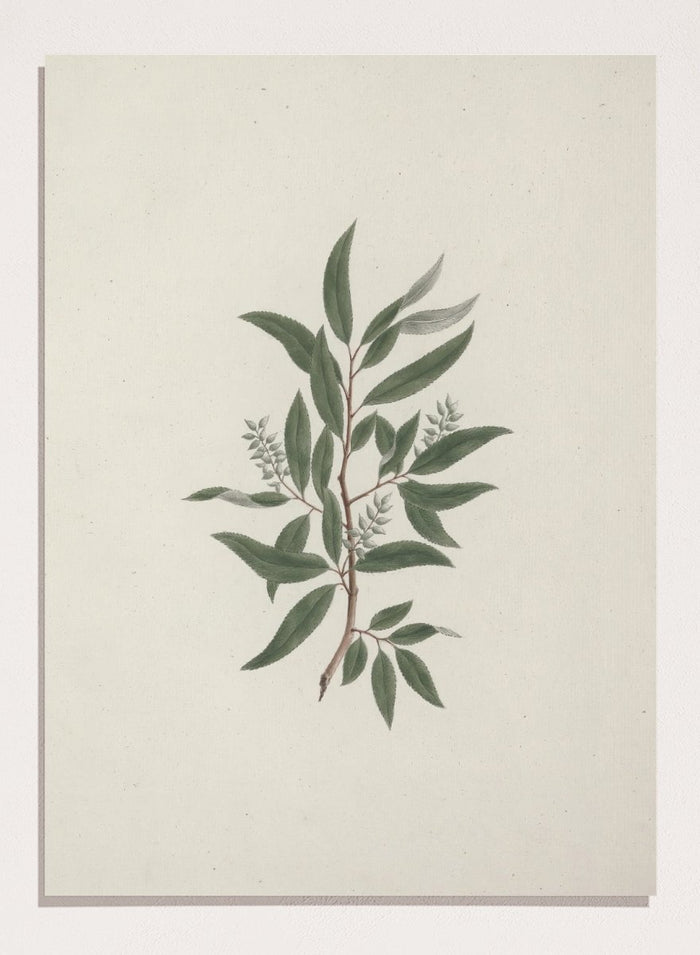 "Willow Tree" Art Print_Sugar & Canvas_Luigi Balugani