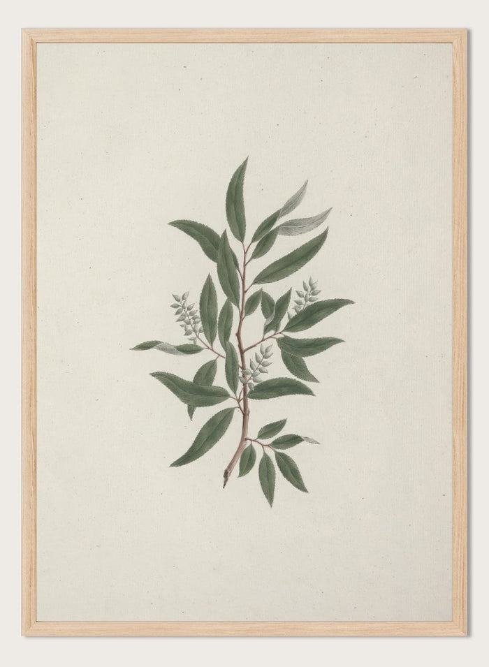 "Willow Tree" Art Print_Sugar & Canvas_Luigi Balugani