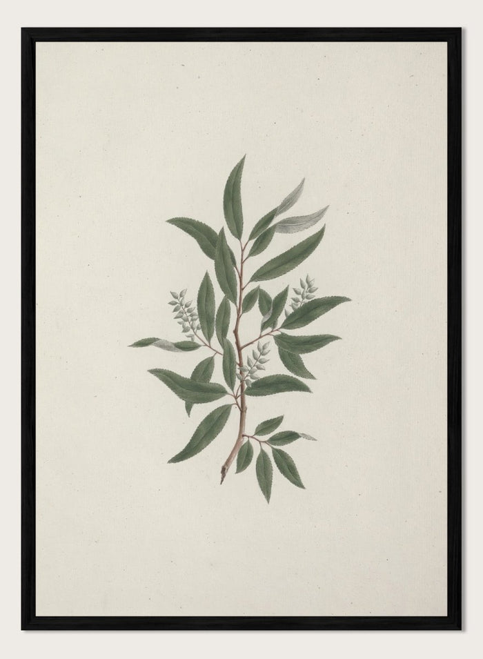 "Willow Tree" Art Print_Sugar & Canvas_Luigi Balugani